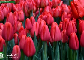 Tulipa Speed Date (2)